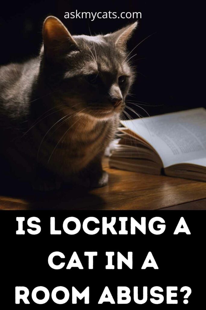 Is Locking A Cat In A Room Abuse?