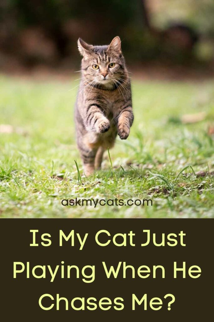 Is My Cat Just Playing When He Chases Me?