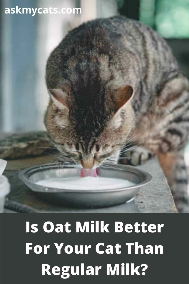 My Cat Loves Oat Milk Is It Safe For Her To Drink?