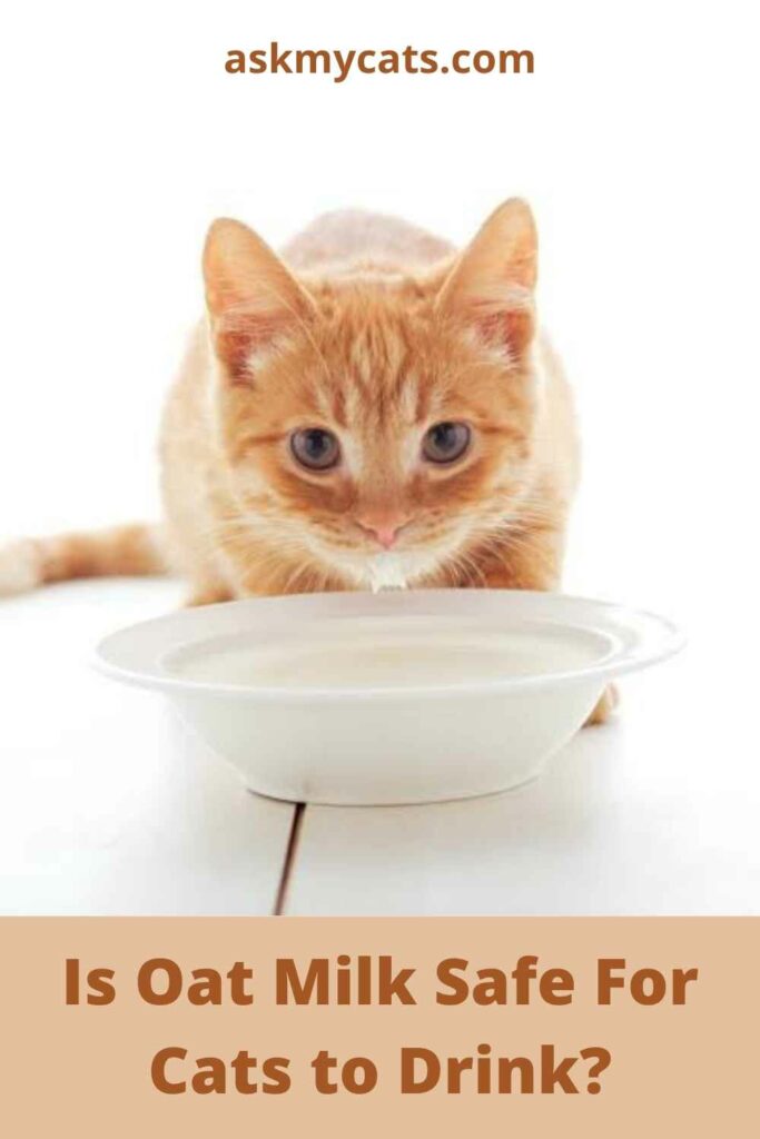 Is Oat Milk Safe For Cats to Drink?