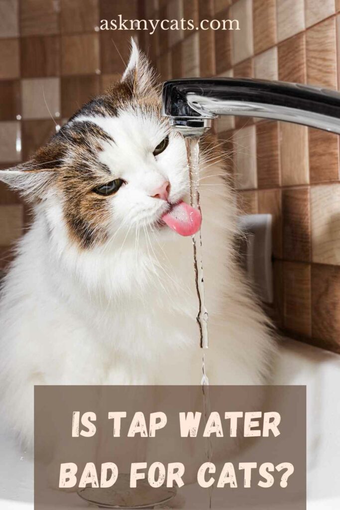 Is Tap Water Bad For Cats?
