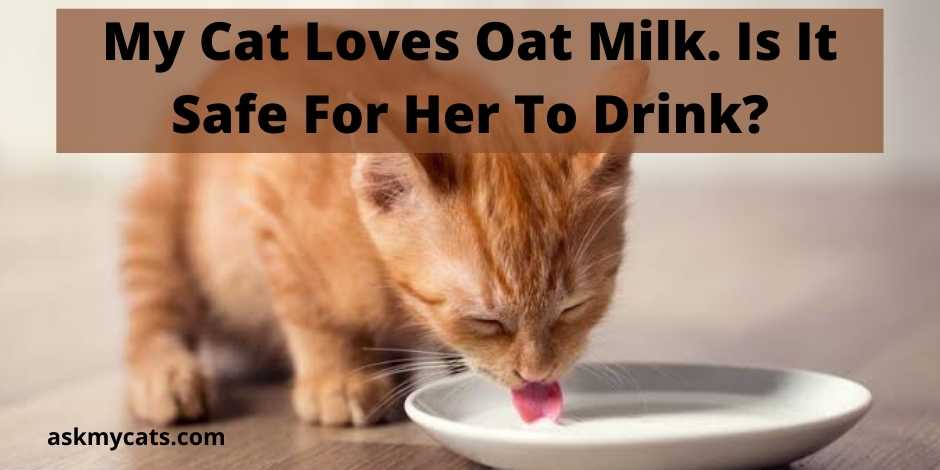 My Cat Loves Oat Milk. Is It Safe For Her To Drink?