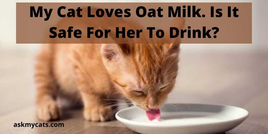 is-it-ok-for-cats-to-drink-milk-find-out-youtube