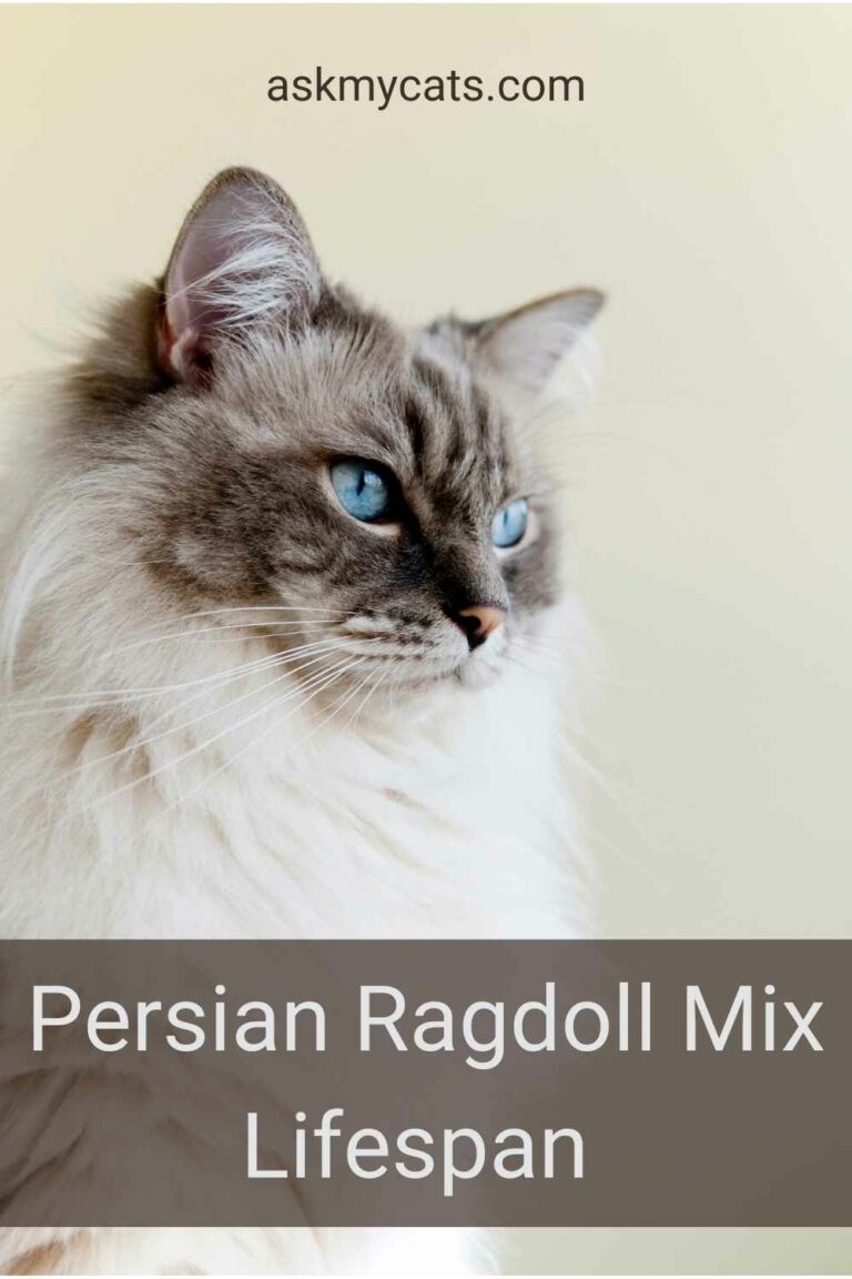 Pergen Ragdoll A Persian Ragdoll Mix Is Just What You Need!