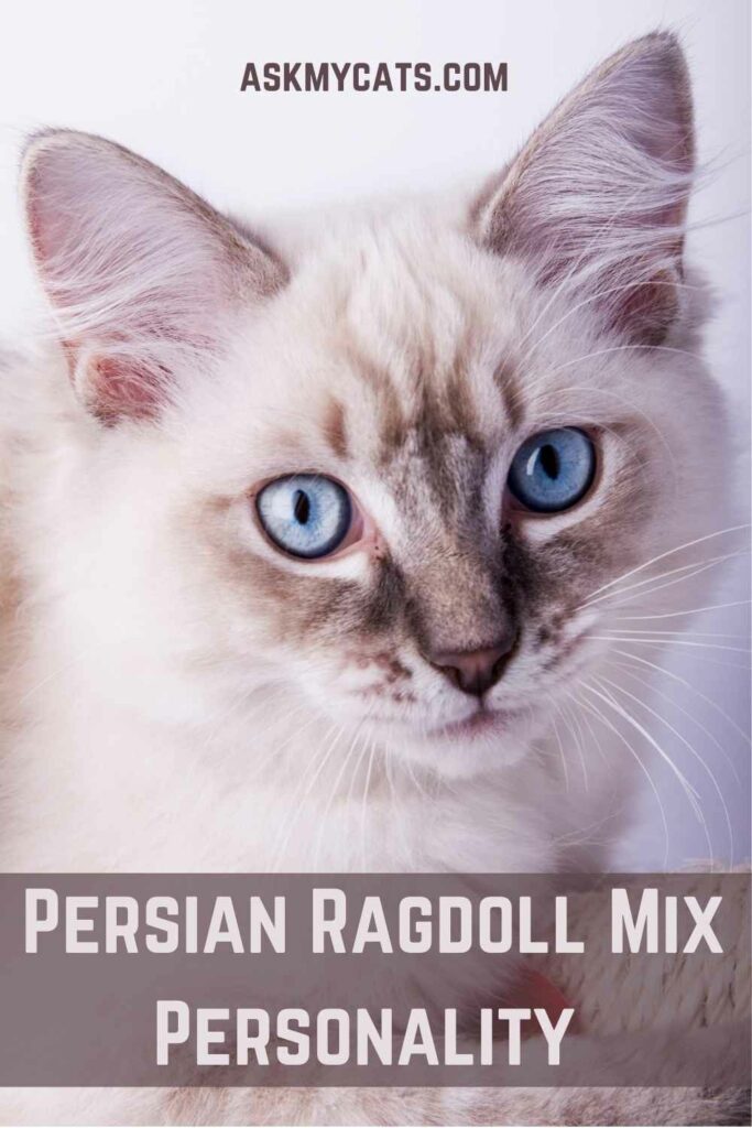 Persian Ragdoll Mix Personality
