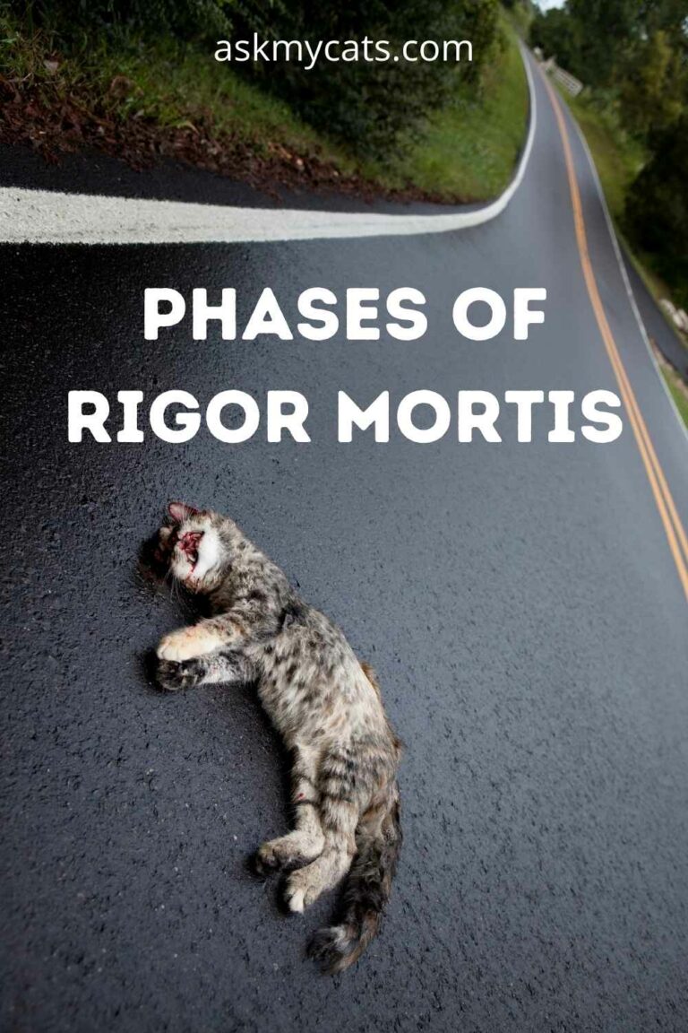 Rigor Mortis In Cats Know Everything About It rigor-mortis-in-cats-know-everything-about-it