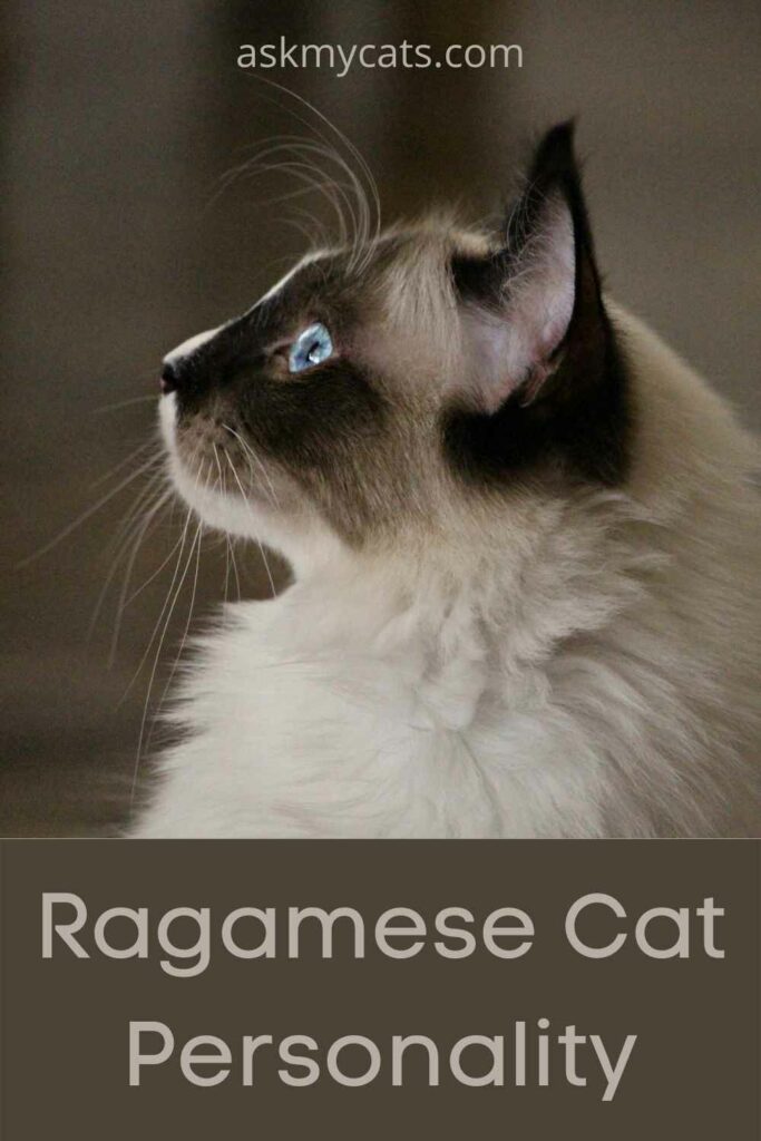 Ragamese Cat Personality