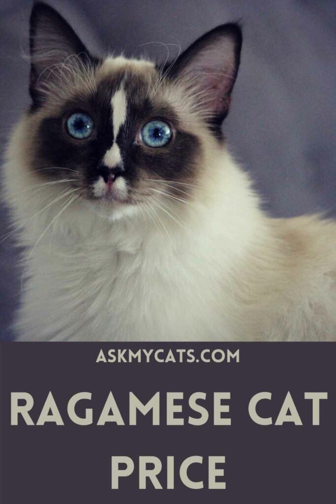 Ragamese Cat Price