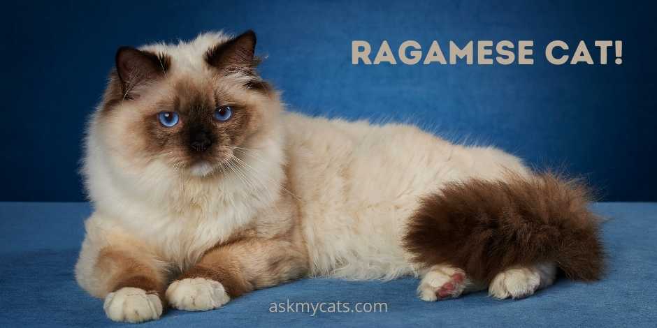 Ragamese Cat