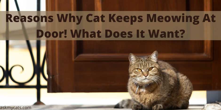 Reasons Why Cat Keeps Meowing At Door! What Does It Want?