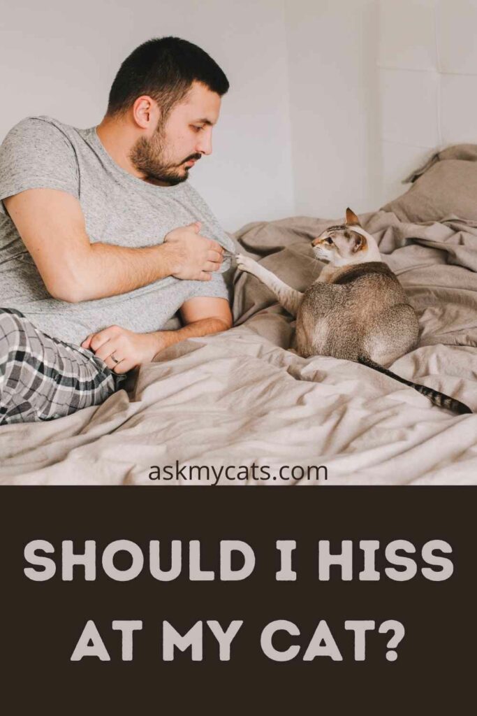 Should I Hiss At My Cat?