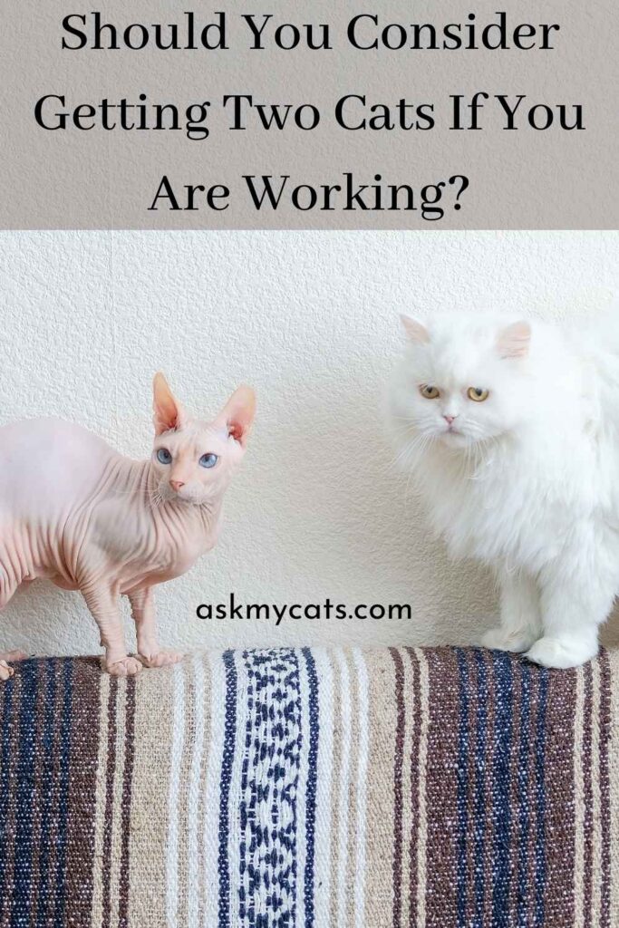 Should You Consider Getting Two Cats If You Are Working?