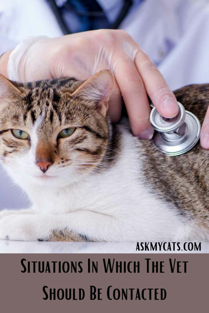 Situations In Which The Vet Should Be Contacted After Spaying