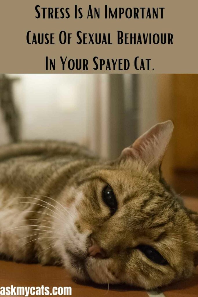 Stress Is An Important Cause Of Sexual Behavior In Your Spayed Cat