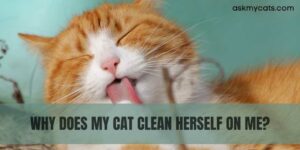 Why Does My Cat Clean Herself On Me? The Curious Case
