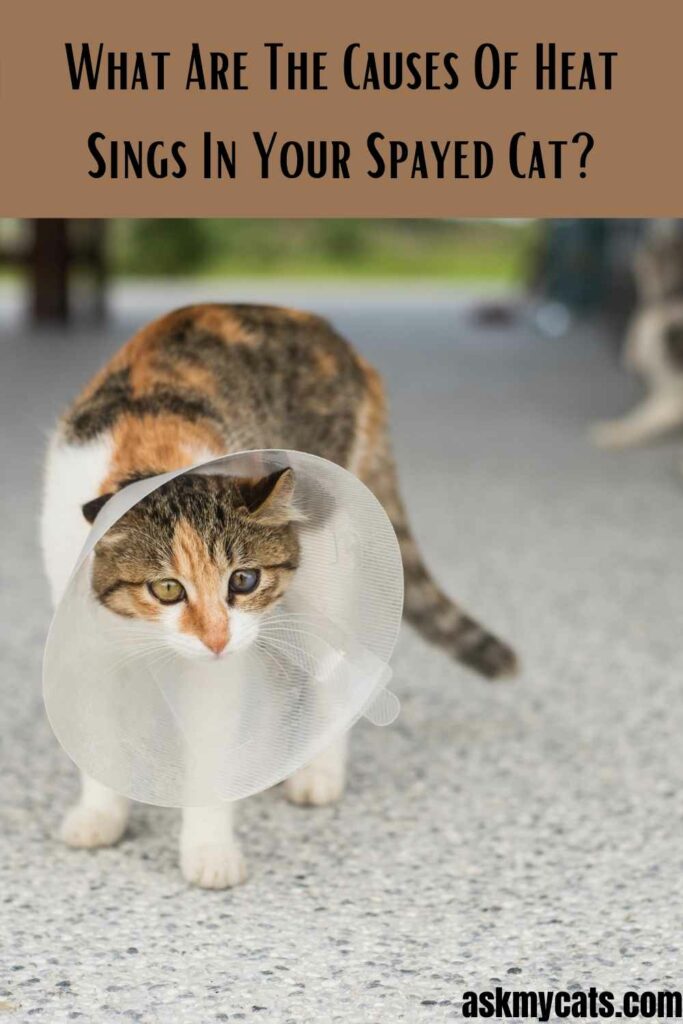 What Are The Causes Of Heat Sings In Your Spayed Cat?