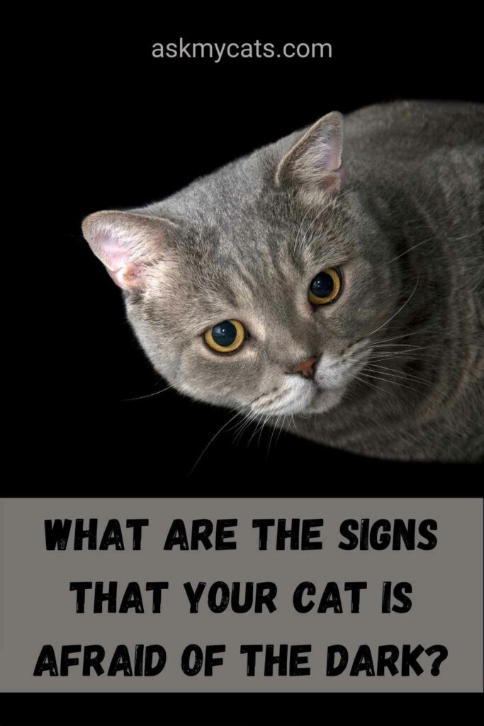 What Are The Signs That Your Cat Is Afraid Of The Dark?