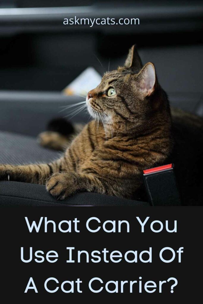 What Can You Use Instead Of A Cat Carrier?