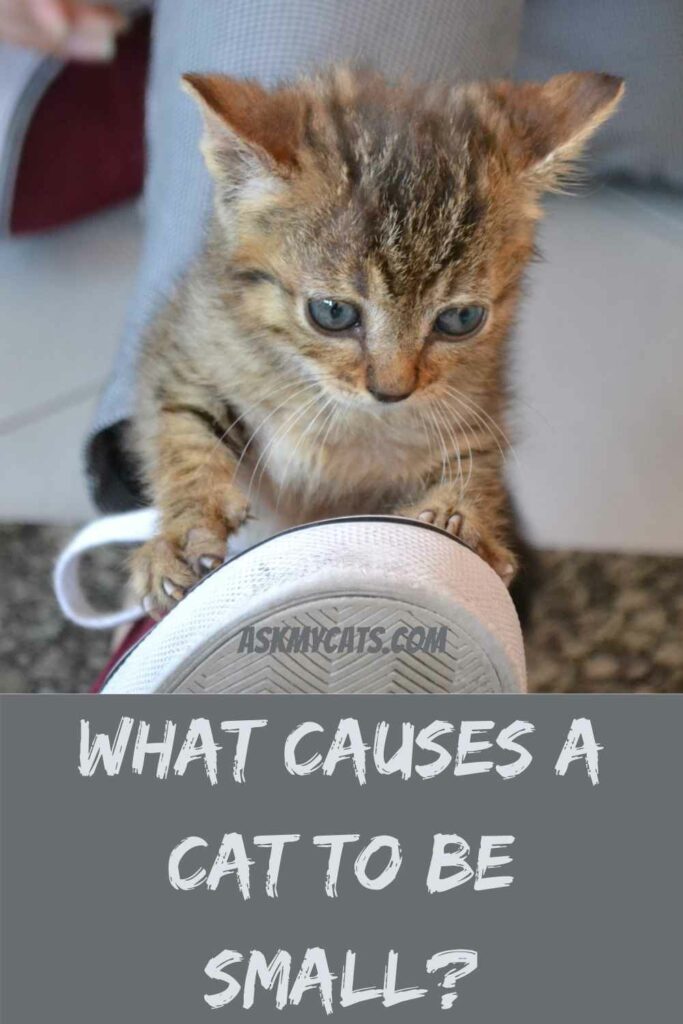 What Causes A Cat To Be Small?