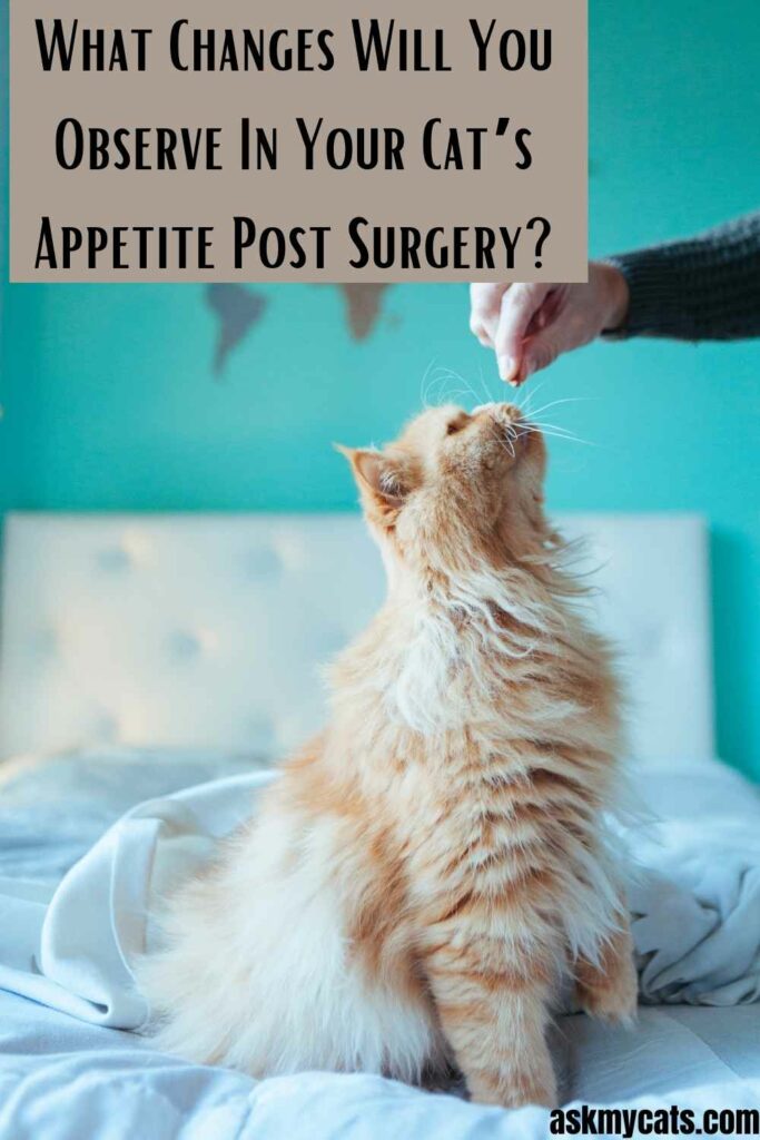 What Changes Will You Observe In Your Cat’s Appetite Post Surgery?