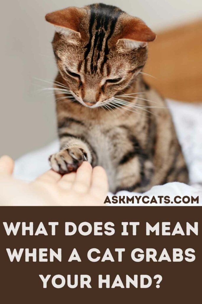 What Does It Mean When A Cat Grabs Your Hand?