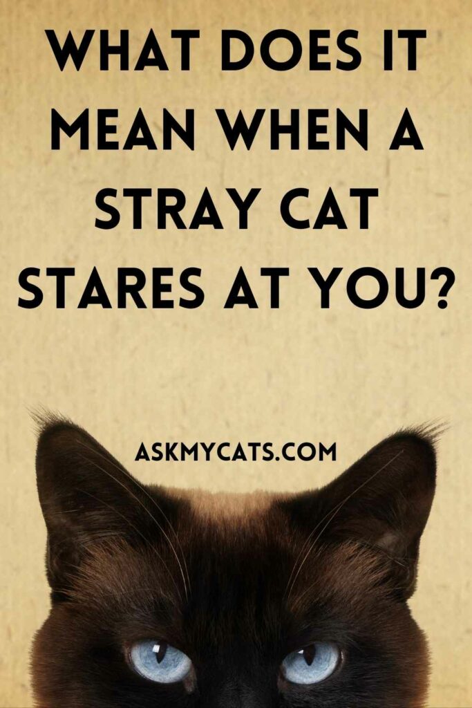 What Does It Mean When A Stray Cat Stares At You?