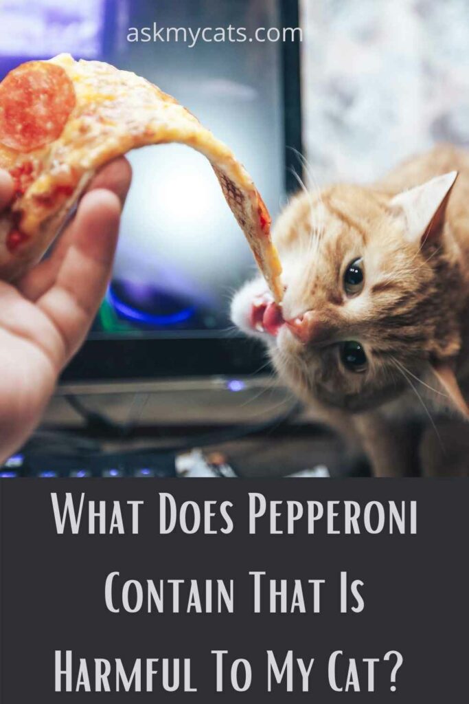 What Does Pepperoni Contain That Is Harmful To My Cat?