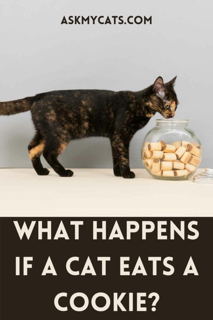 What Happens If A Cat Eats A Cookie?