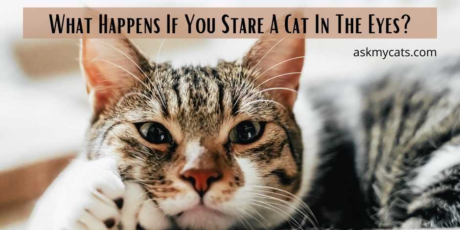 What Happens If You Stare A Cat In The Eyes