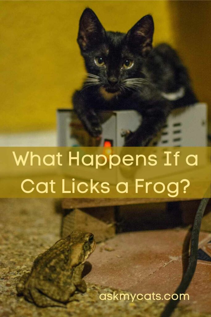 What Happens If a Cat Licks a Frog?