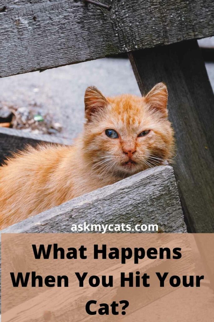 What Happens When You Hit Your Cat?