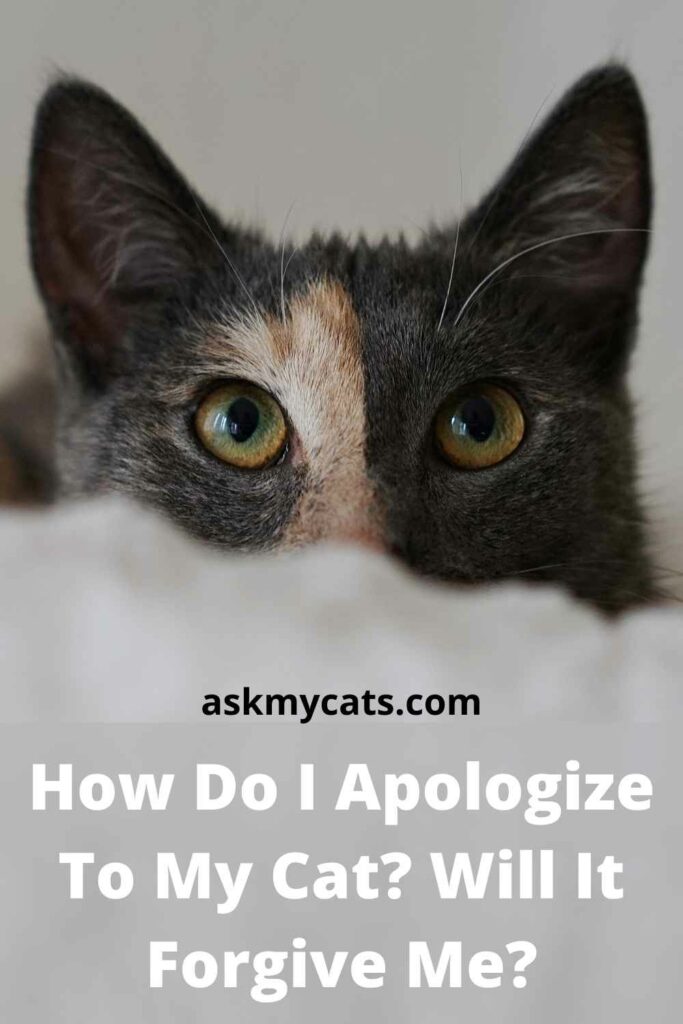 How Do I Apologize To My Cat? Will It Forgive Me?