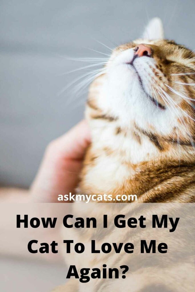 How Can I Get My Cat To Love Me Again?