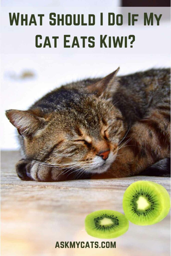 What Should I Do If My Cat Eats Kiwi?