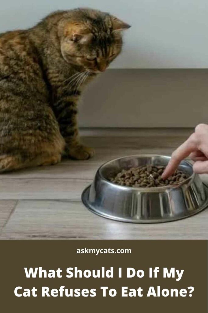What Should I Do If My Cat Refuses To Eat Alone