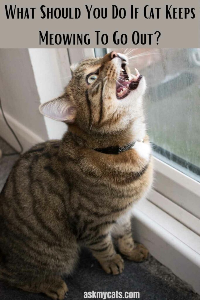 What Should You Do If Cat Keeps Meowing To Go Out?