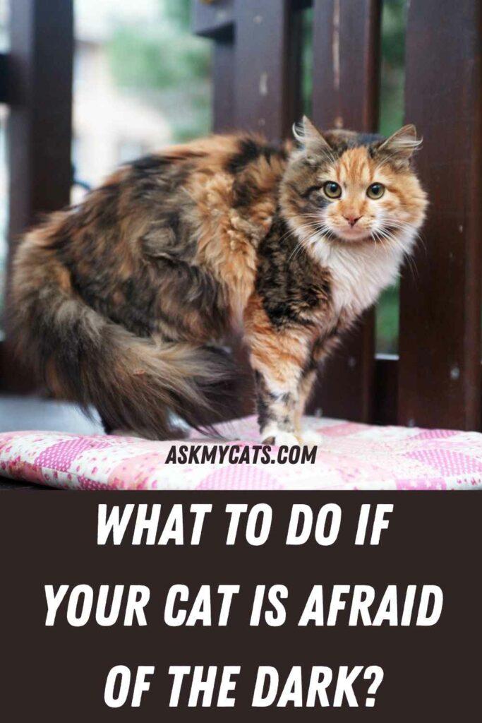 What To Do If Your Cat Is Afraid Of The Dark?