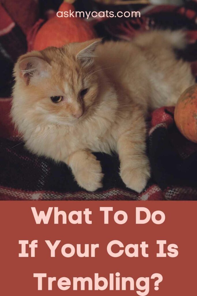 What To Do If Your Cat Is Trembling?