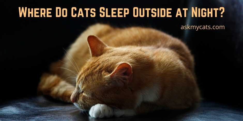 Where Do Cats Sleep Outside at Night