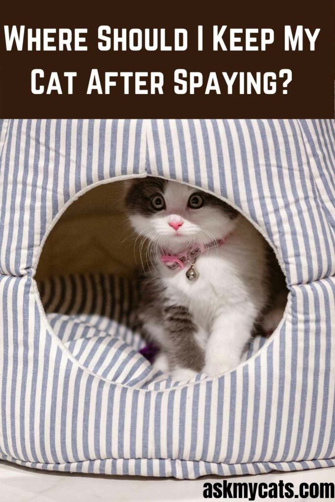 Where Should I Keep My Cat After Spaying?