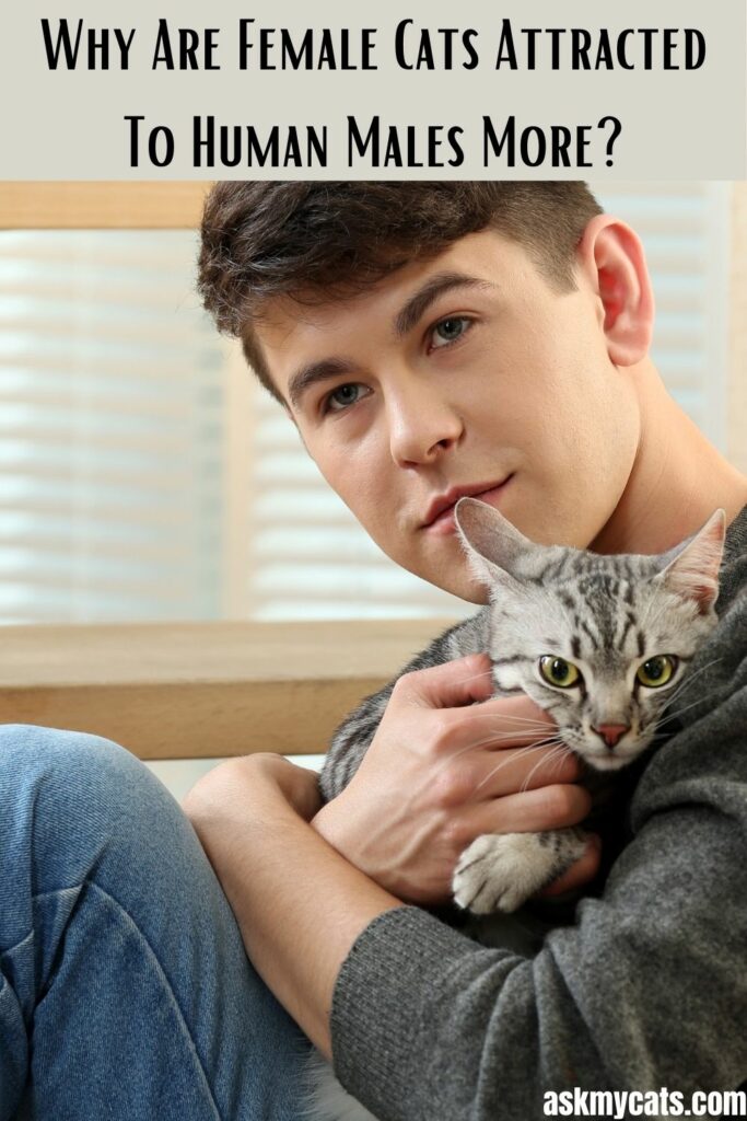 Why Are Female Cats Attracted To Human Males More?