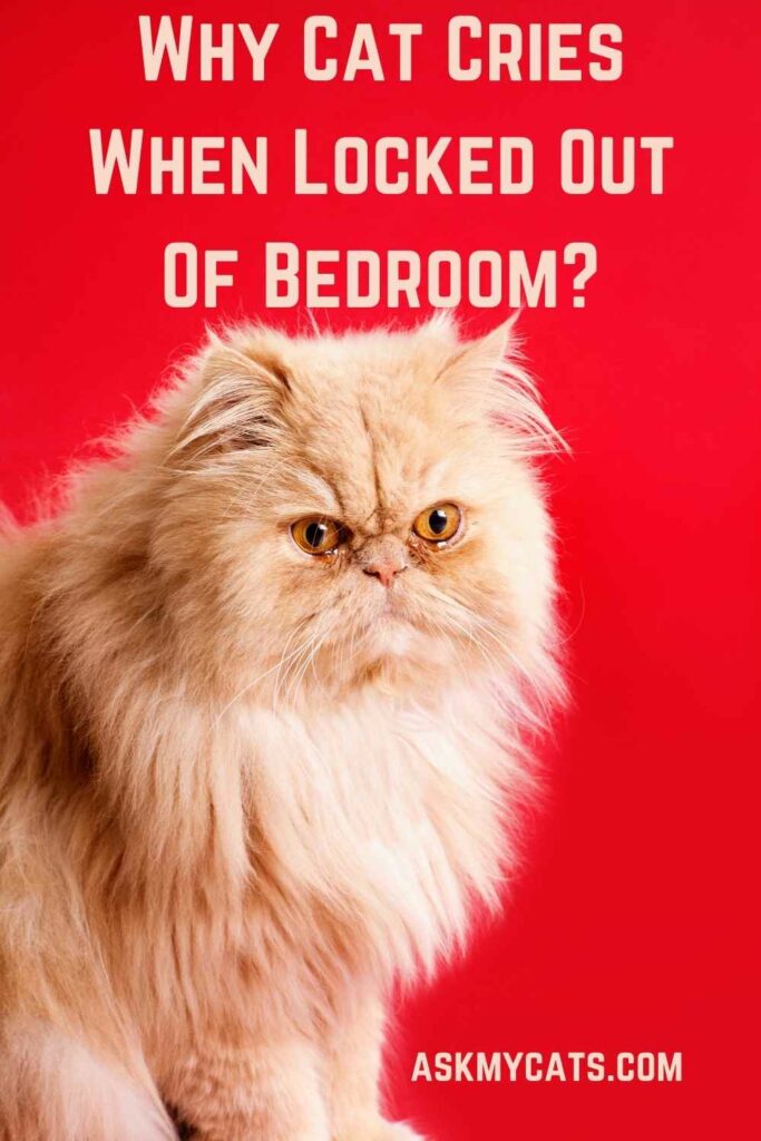 Why Cat Cries When Locked Out Of Bedroom?