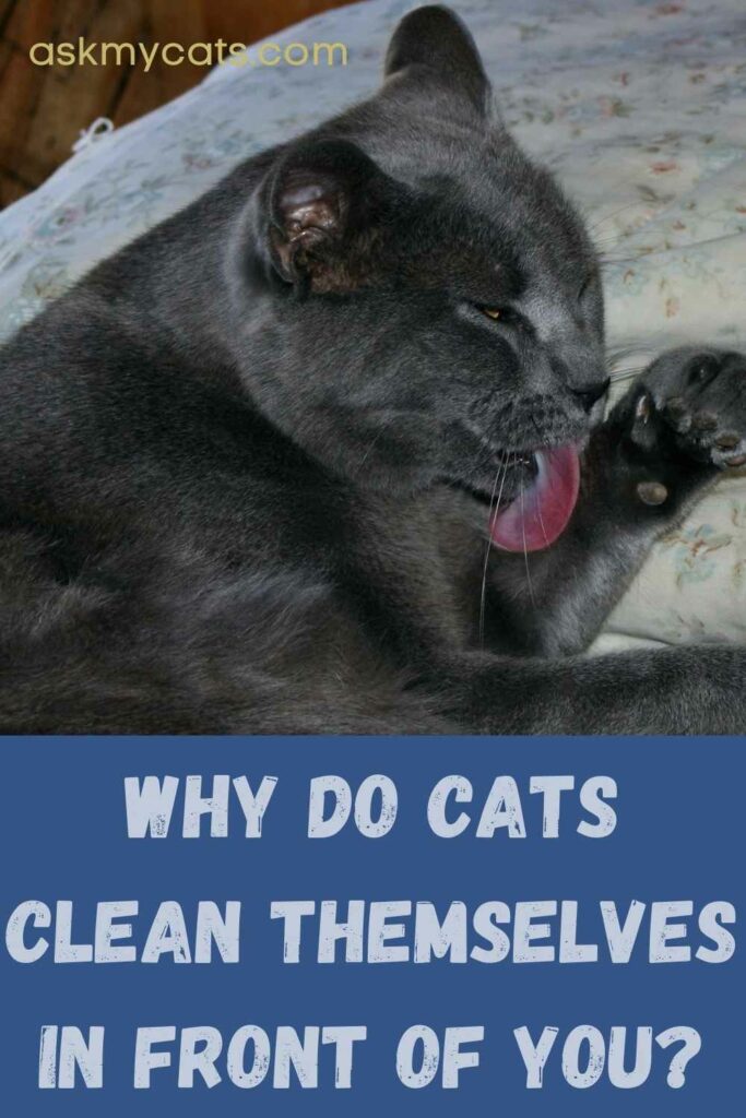 Why Do Cats Clean Themselves In Front Of You?