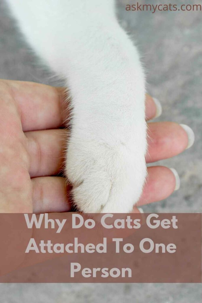 Why Do Cats Get Attached To One Person