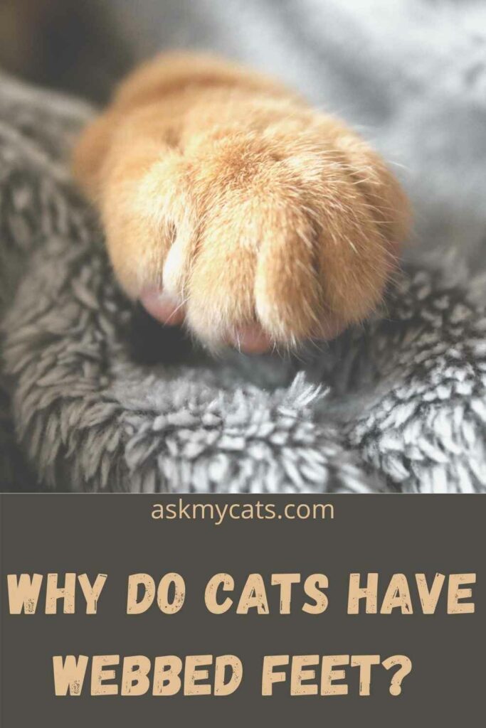 Why Do Cats Have Webbed Feet?