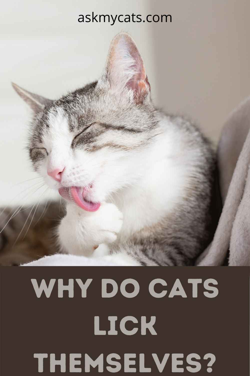 Why Does My Cat Clean Herself On Me? The Curious Case