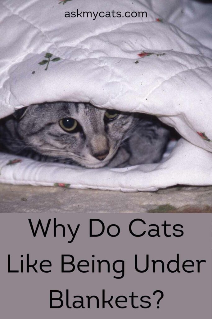 Why Do Cats Like Being Under Blankets?