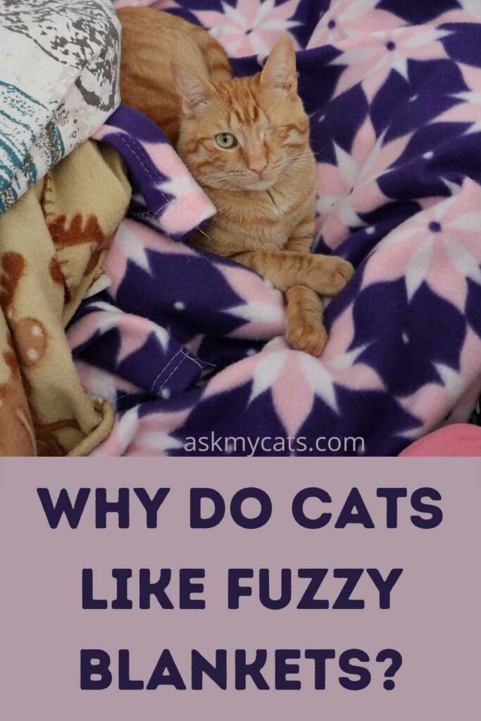 fuzzy blanket with cats