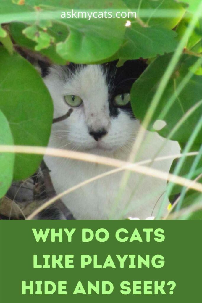 Why Do Cats Like Playing Hide and Seek?