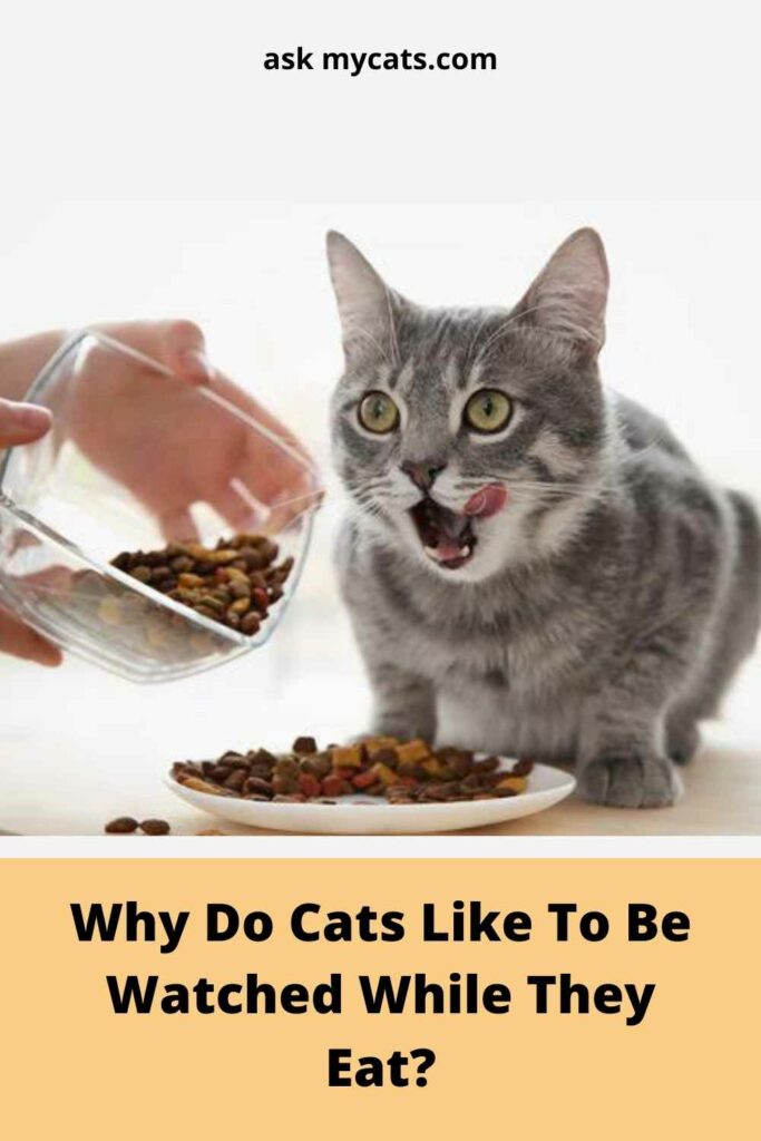 Why Do Cats Like To Be Watched While They Eat?